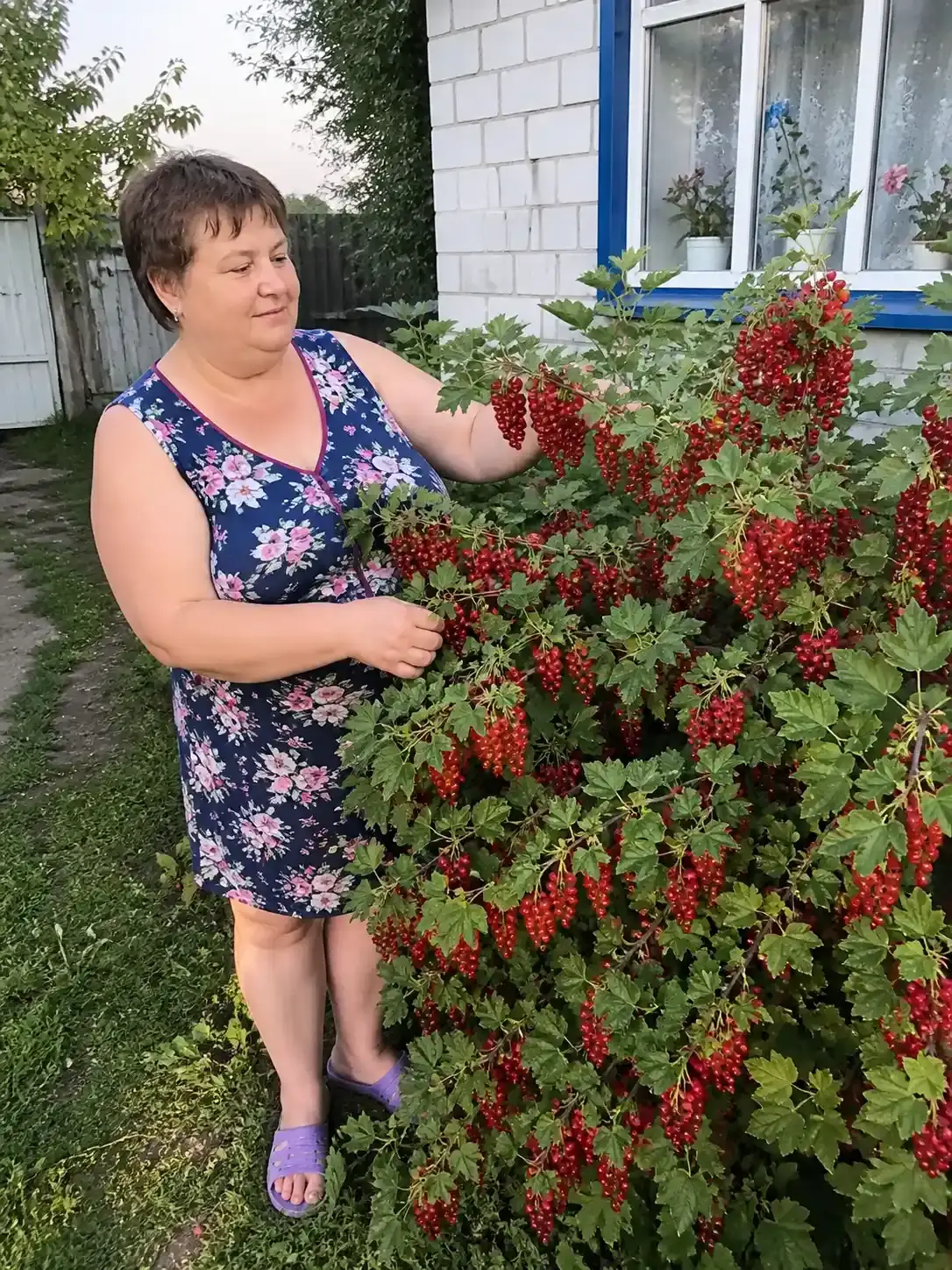 Червона смородина-порічка Симфонія