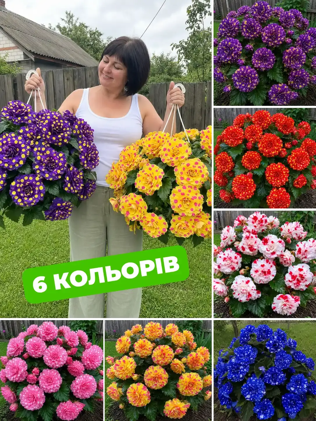 Бегонія Дольче