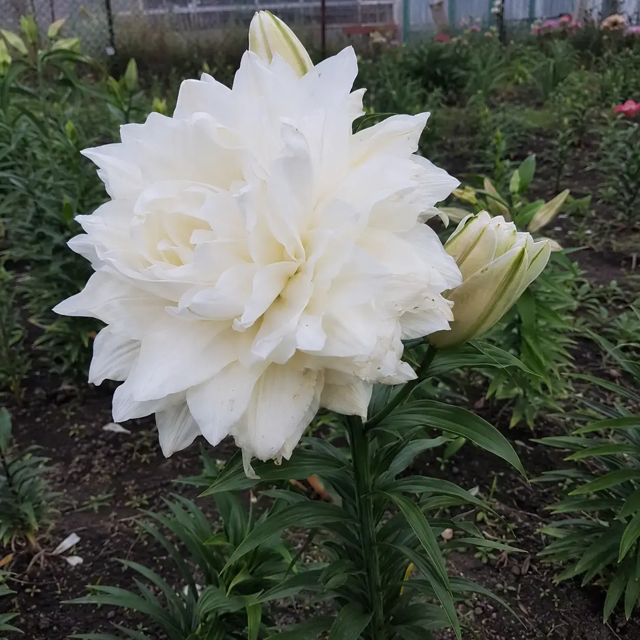 White Pearl