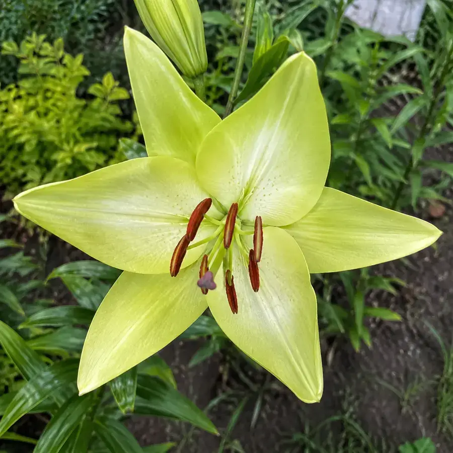 Фісташково-зелена лілія